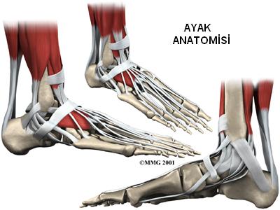 AYAĞIN ANATOMİK YAPISI